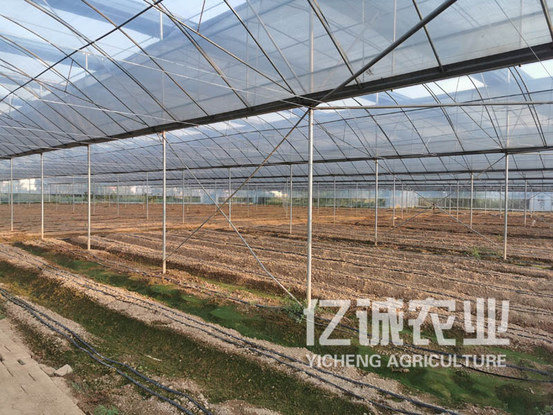 薄膜连栋温室大棚