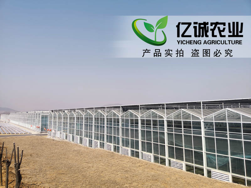 连栋玻璃温室大棚项目现场